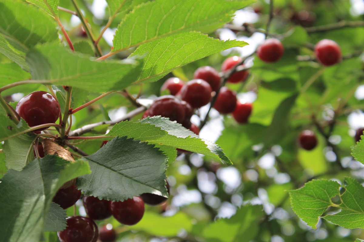 cherry - Konstantin Pervov