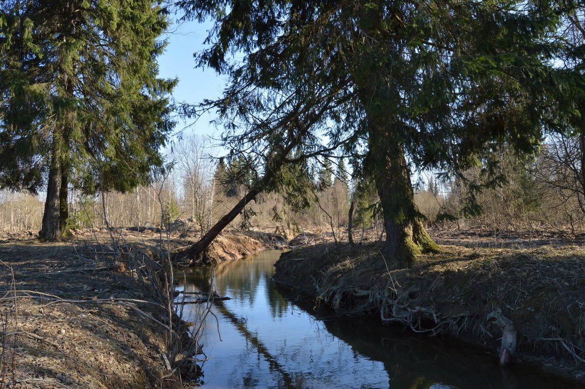 весна2... - светка 