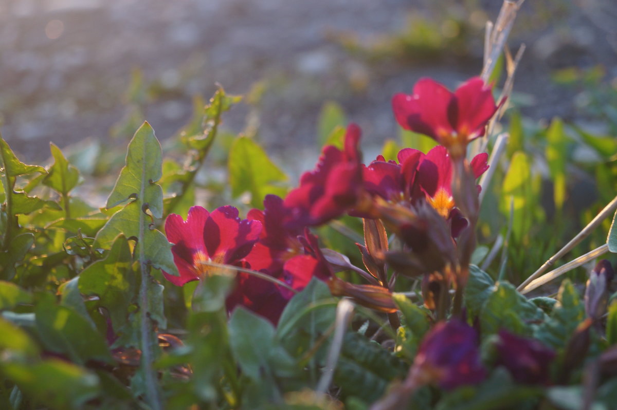 весна - Aleksandra Lutko