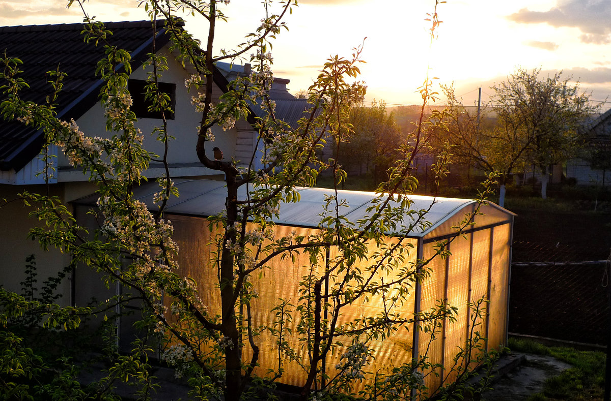 Утренняя песня. - Тарасова Наталья Утренняя песня. - Тарасова Наталья