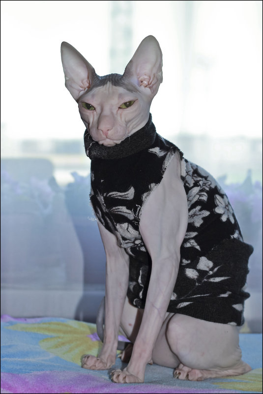 Тифанни - Olka Тифанни - Olka