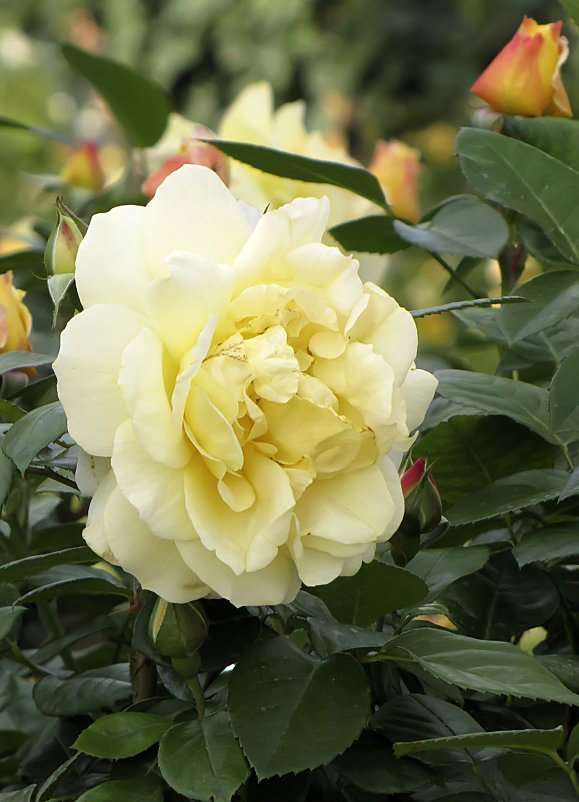 Golden Border Rose - Сергей Мягченков