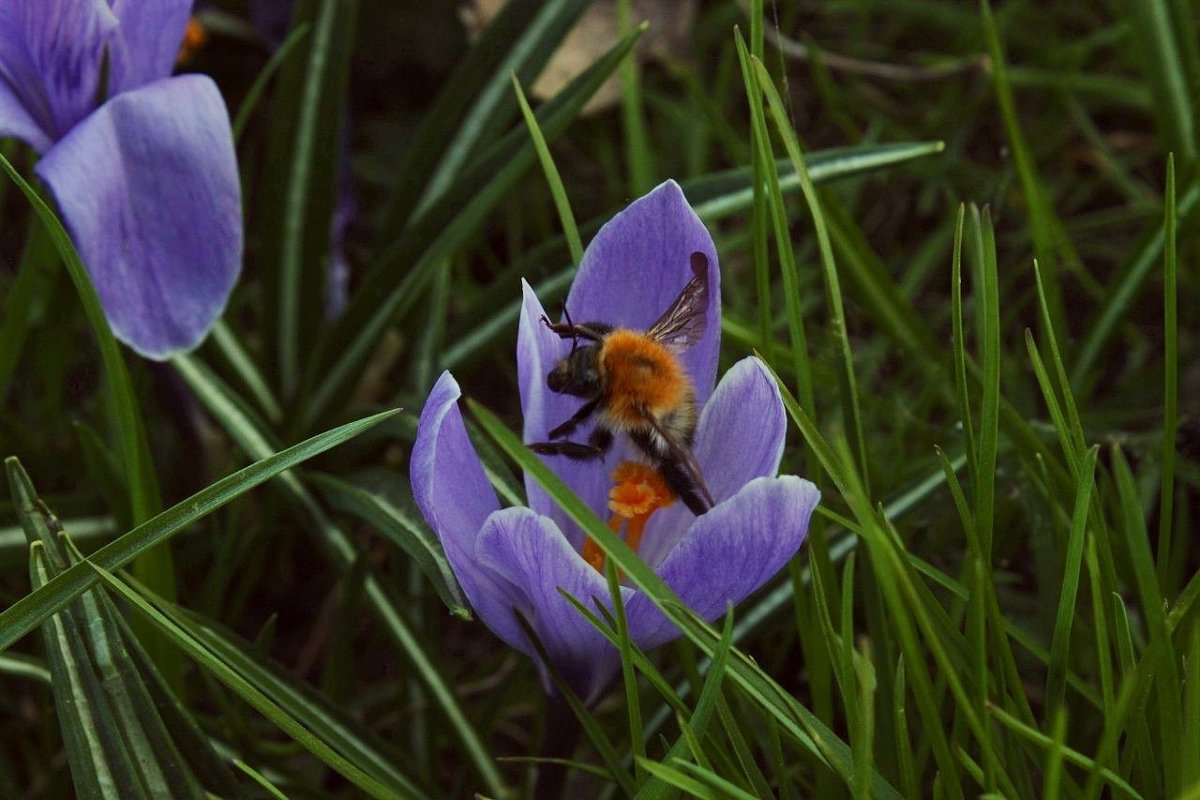 Шмель - Nastya Berdyko