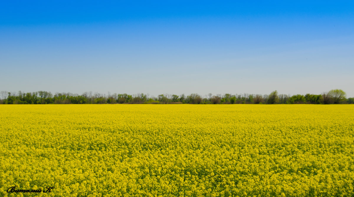 Поля Украины - Виталий Кабицкий
