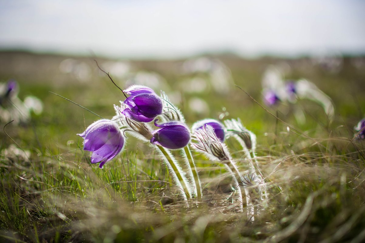 * - Александр 