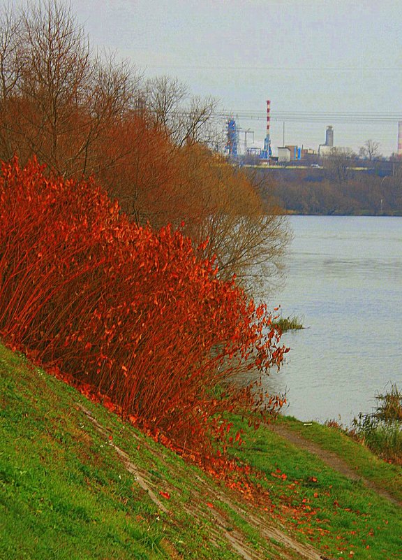 огненный куст - Евгения Чернявская