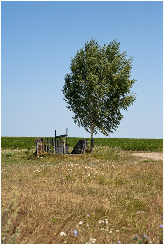 вополю береза - galiyalex .