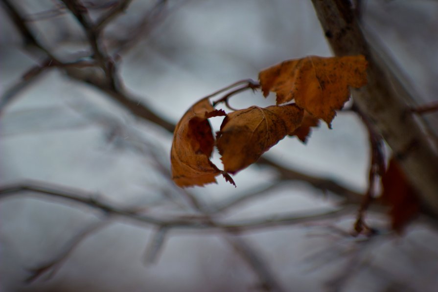 О вечном.... - photographer Kurchatova