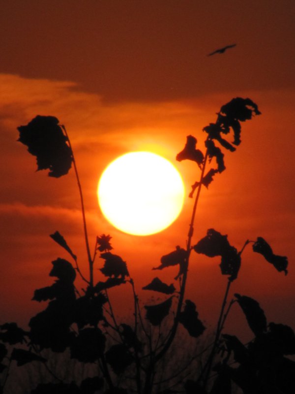 Закат 2 - Виктория Писаренко Закат 2 - Виктория Писаренко