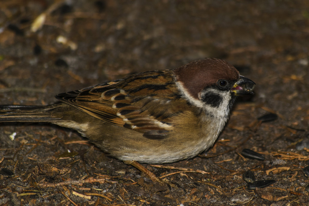 Решил подкрепиться - Богдан Петренко Решил подкрепиться - Богдан Петренко