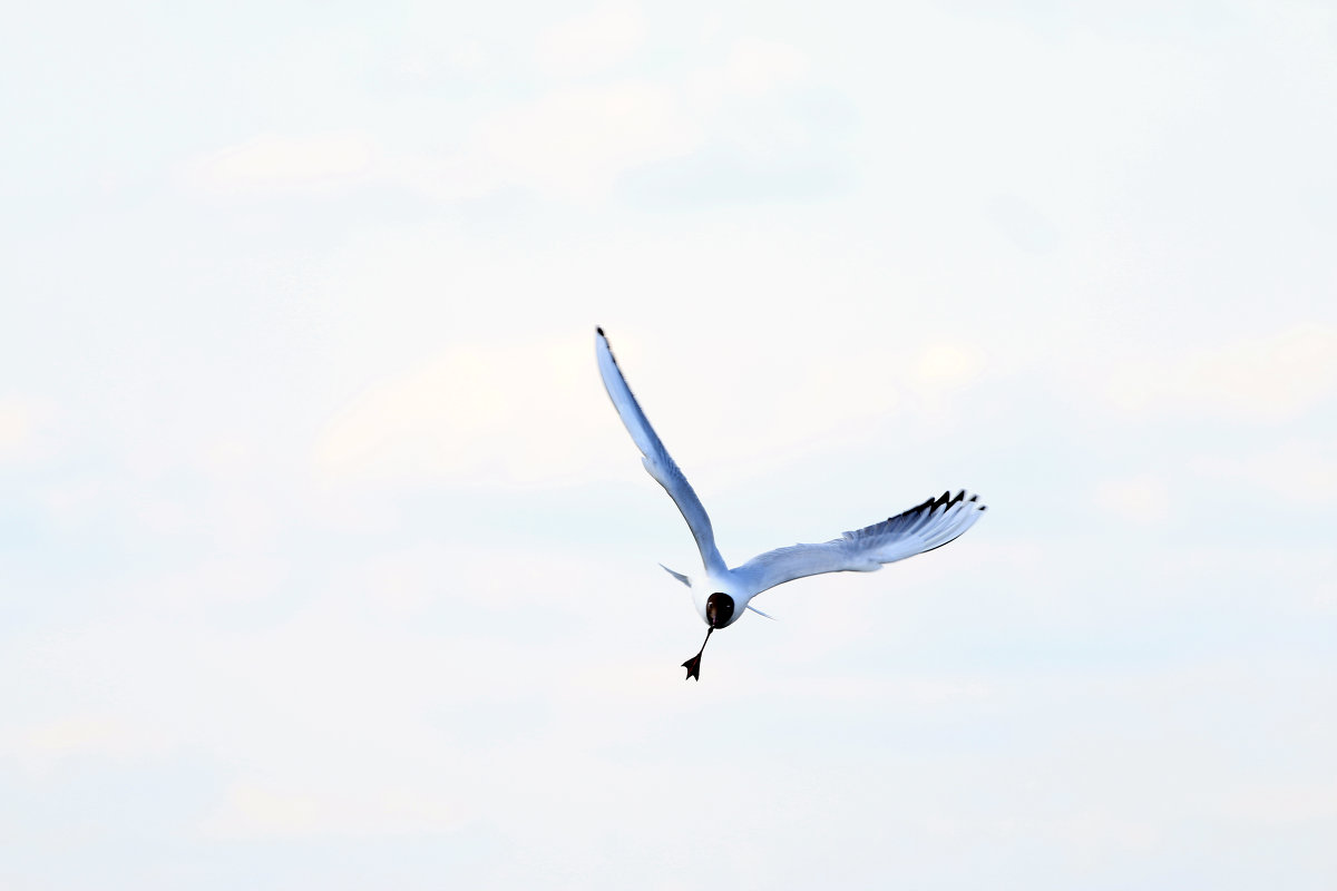 . - Виктор Ян