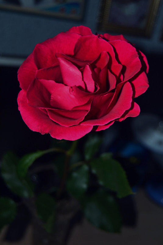 Роза - Саша Веселова