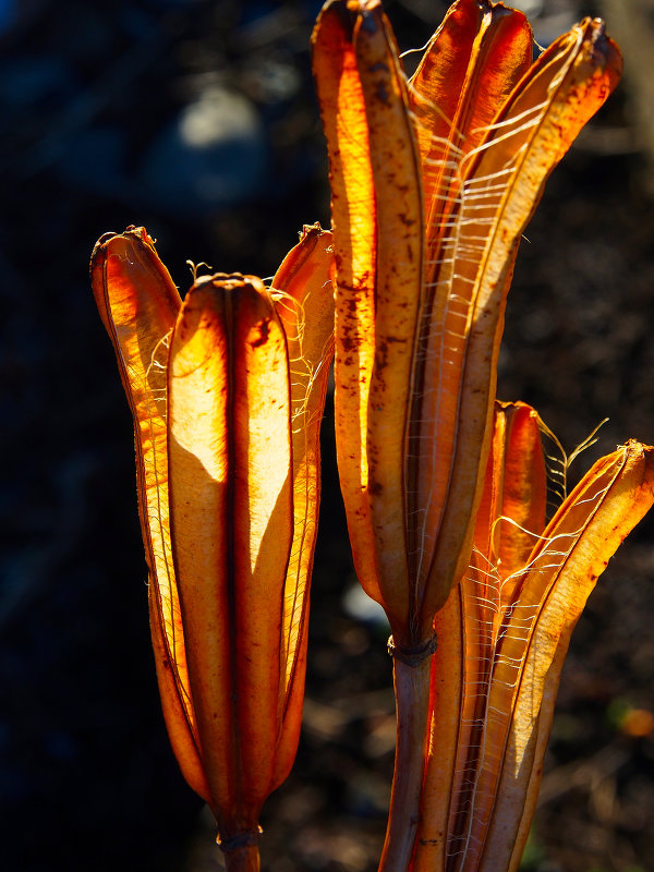 Still beautiful - Elena Suzuki 