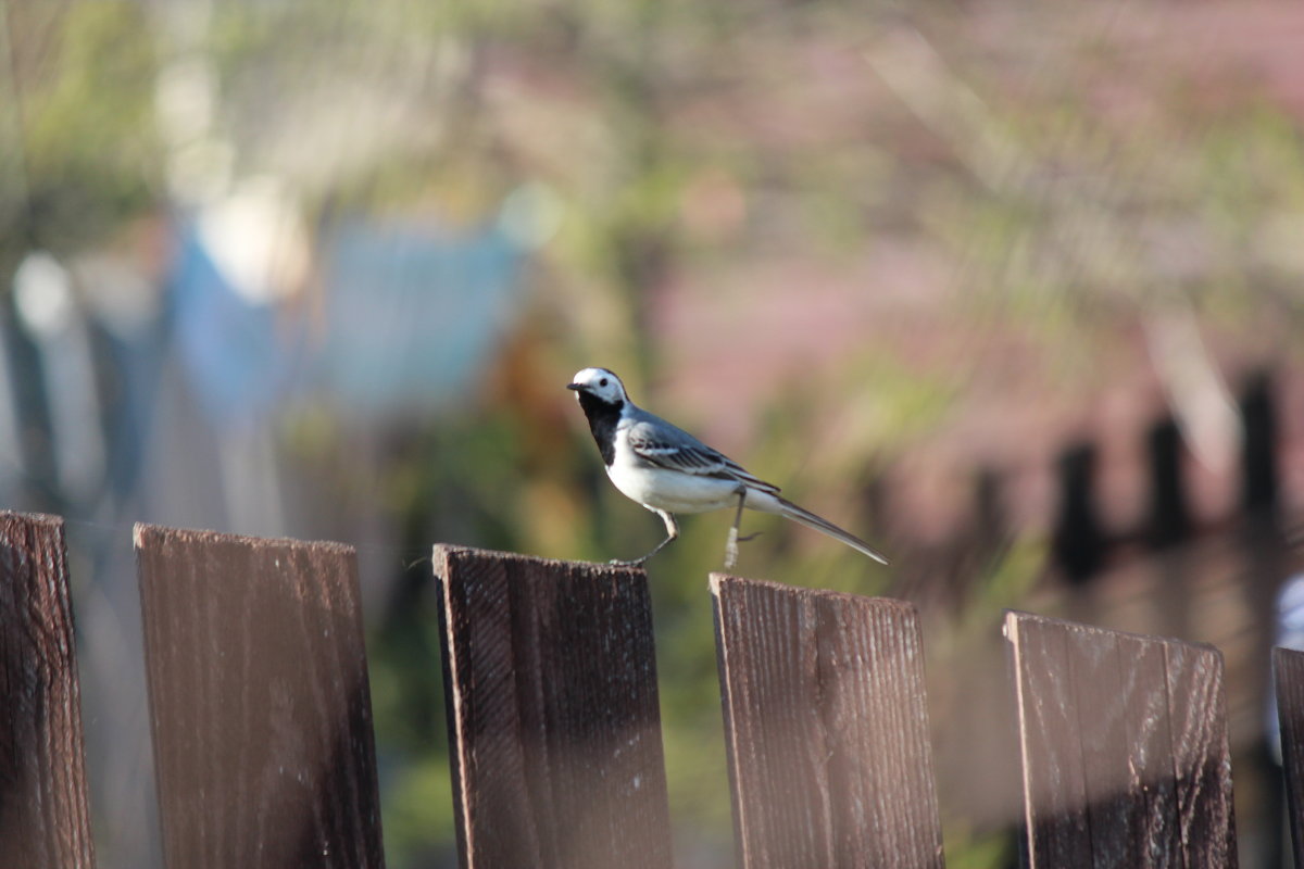 Белая трясогузка/ Белая сітаўка/ White Wagtail - Наталья Кочегарова