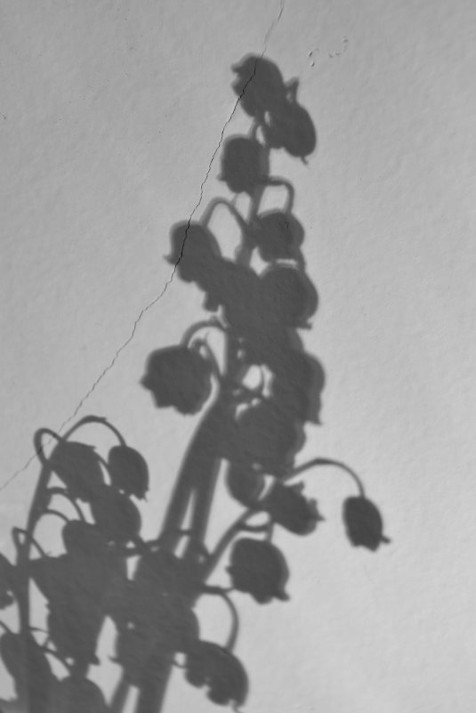 Тень - Мария 