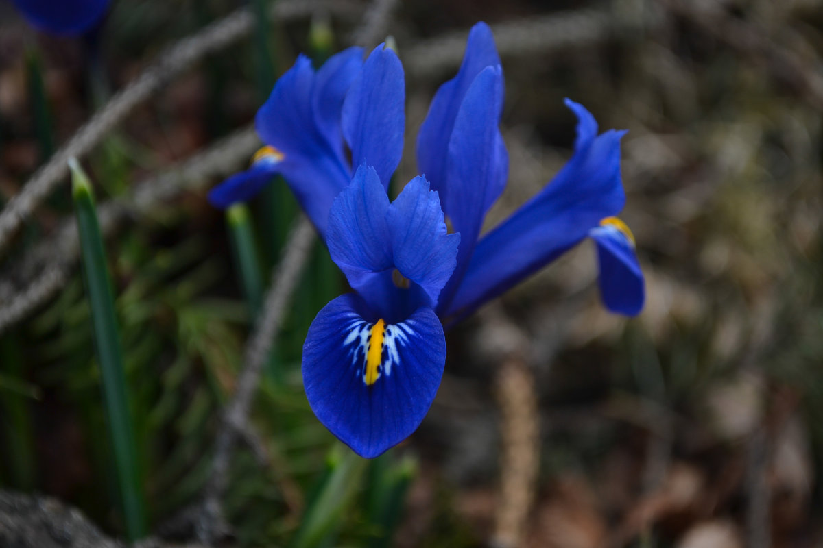 flower - Galina Tsirulnik