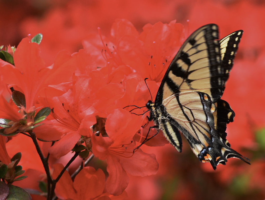 * - Anatoliy Kyselyov * - Anatoliy Kyselyov