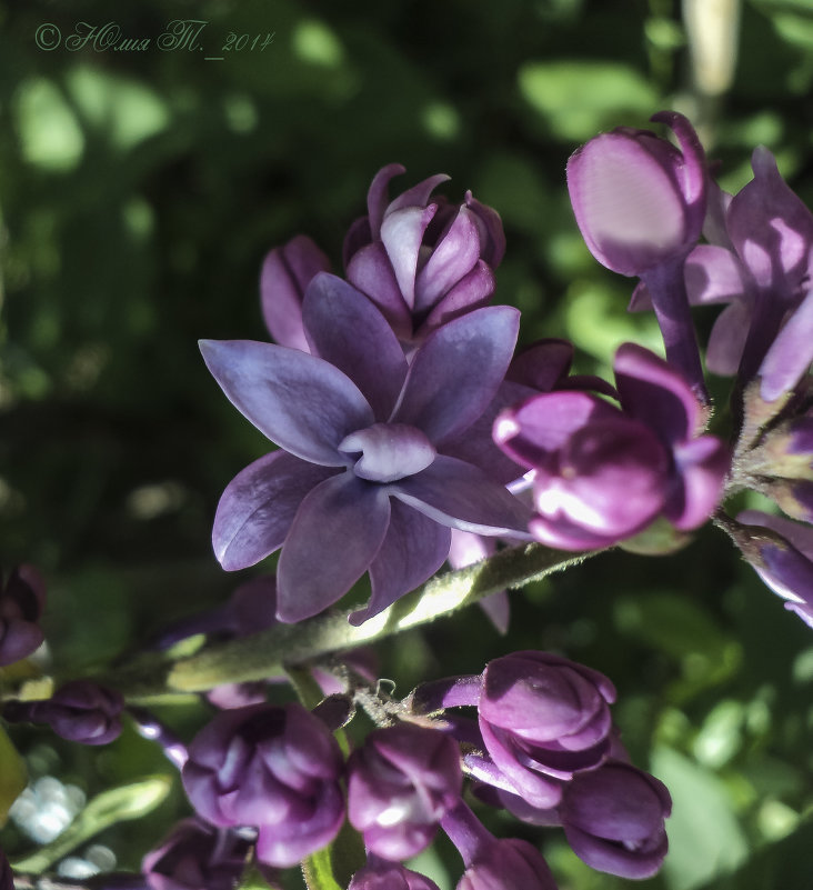 Сирень махровая - Юлия ♥♥♥ Сирень махровая - Юлия ♥♥♥