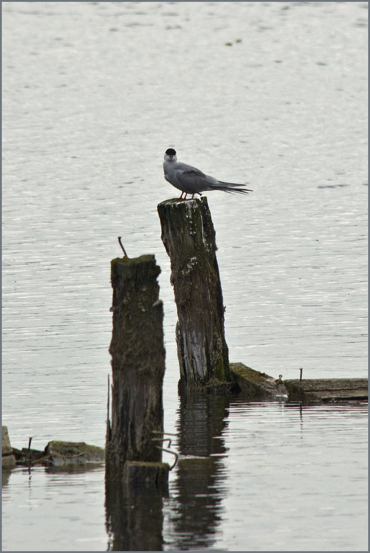 ... - Тарас Грушивский