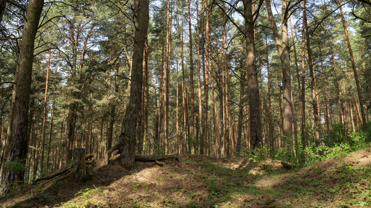 В лесной чаще - Олег Козлов