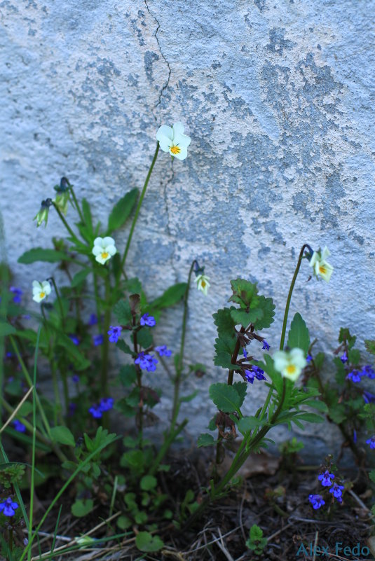 At the wall - Александра Федосеева