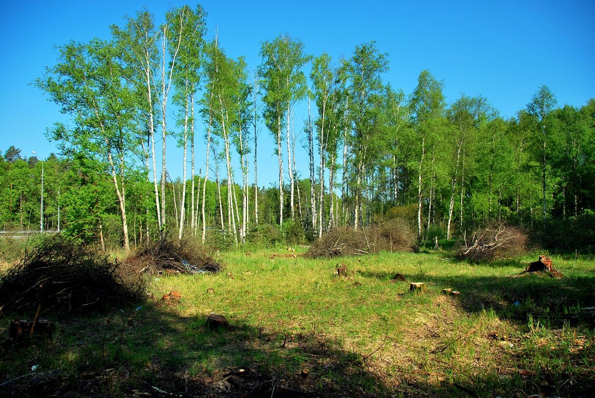 лес рубят, щепки летят - Елена Познокос