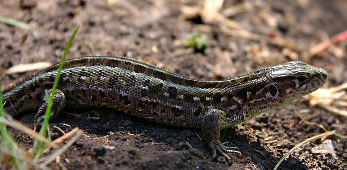 Ящерка - Евгений Агудов