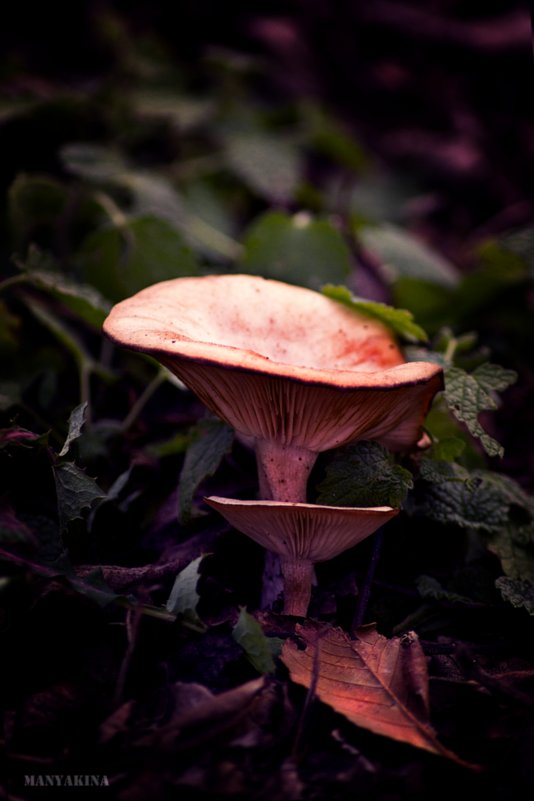 грибочки - Вероника Манякина