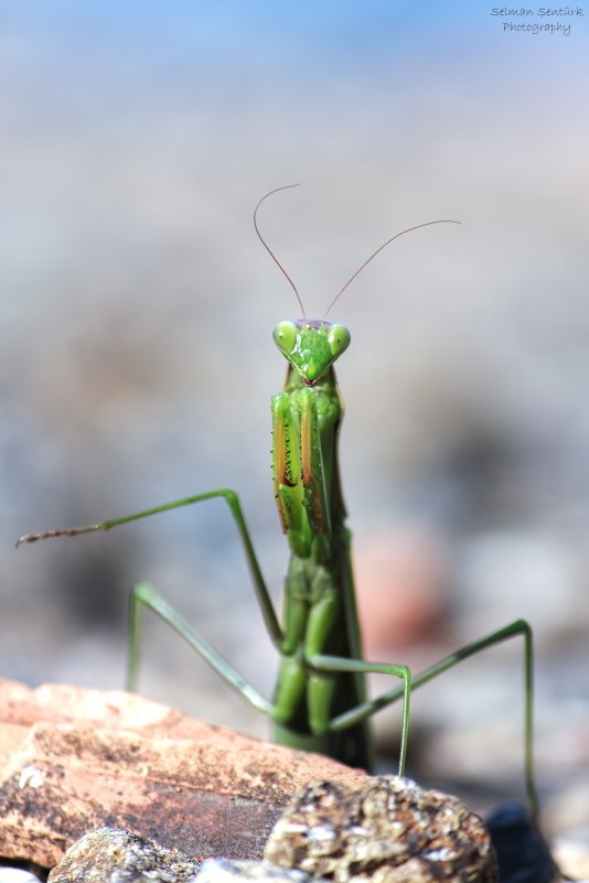 mantis - peygamber devesi - Selman Şentürk