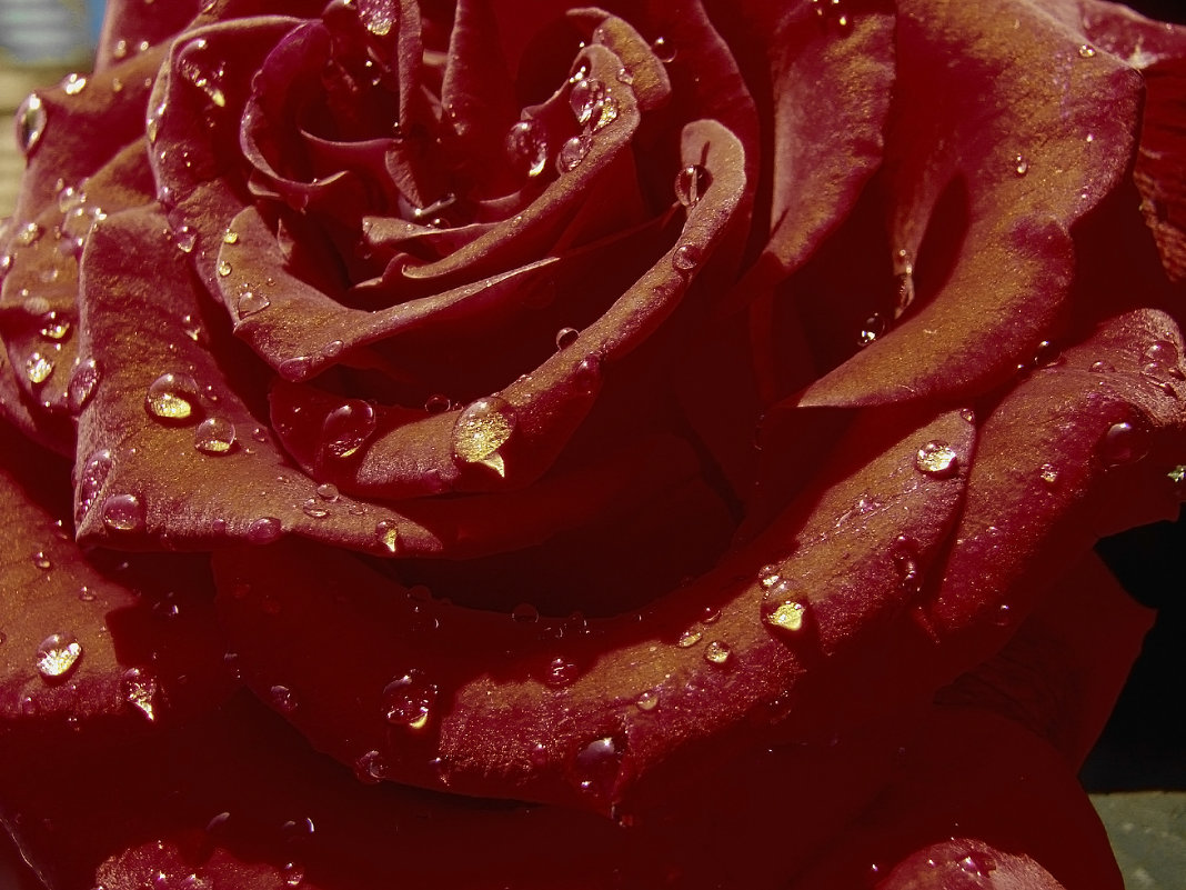 Утренняя роса - Александр Шевченко Утренняя роса - Александр Шевченко