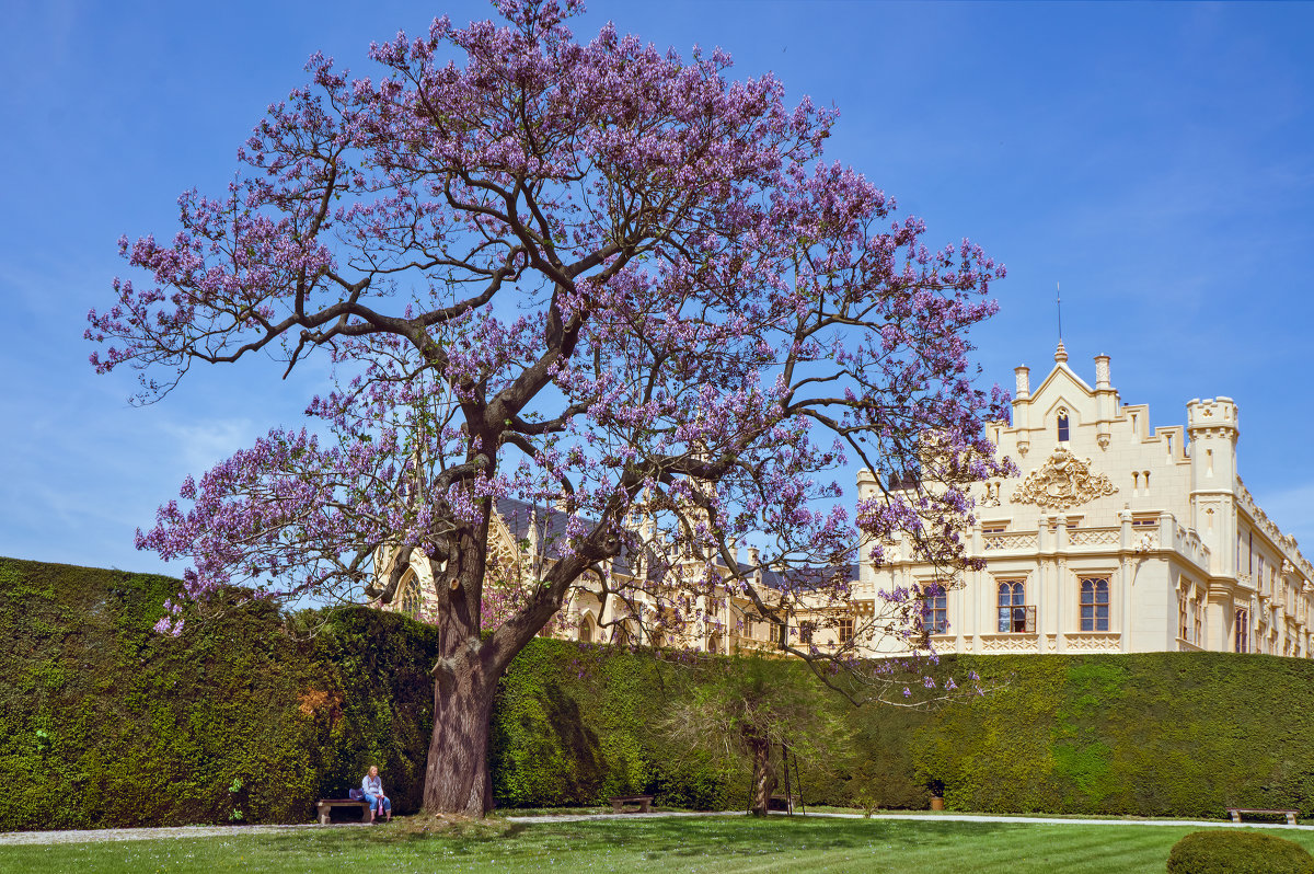Дерево - Ольга Маркова Дерево - Ольга Маркова