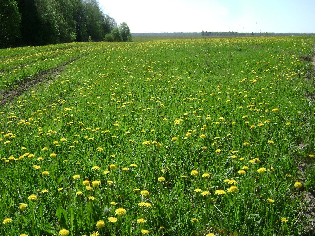 Май - Марина Домосилецкая Май - Марина Домосилецкая