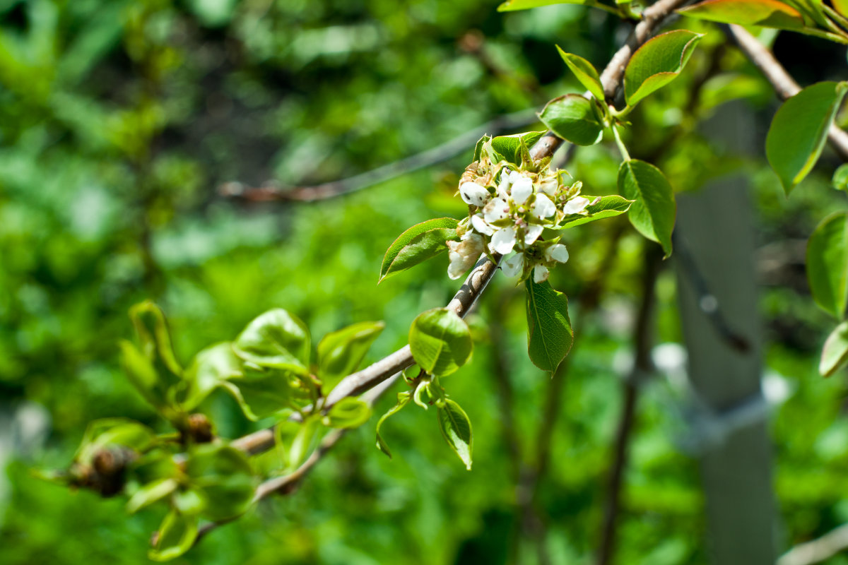 цвет груши - артём волкодав цвет груши - артём волкодав