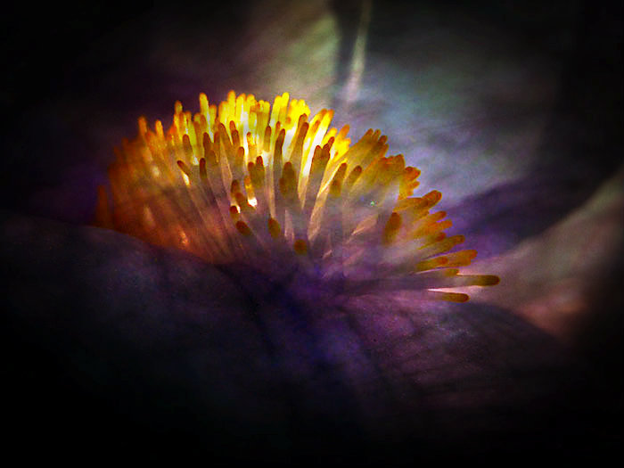 Сердце Ириса - Karlina *** (Елена К) Сердце Ириса - Karlina *** (Елена К)