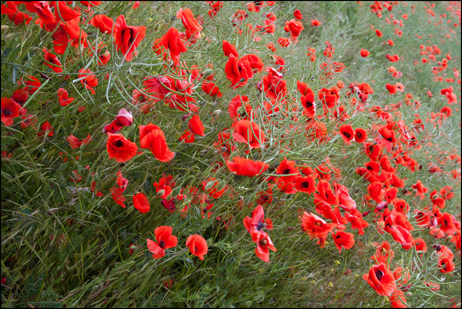 Самый выигрышный цветок - Михаил Розенберг