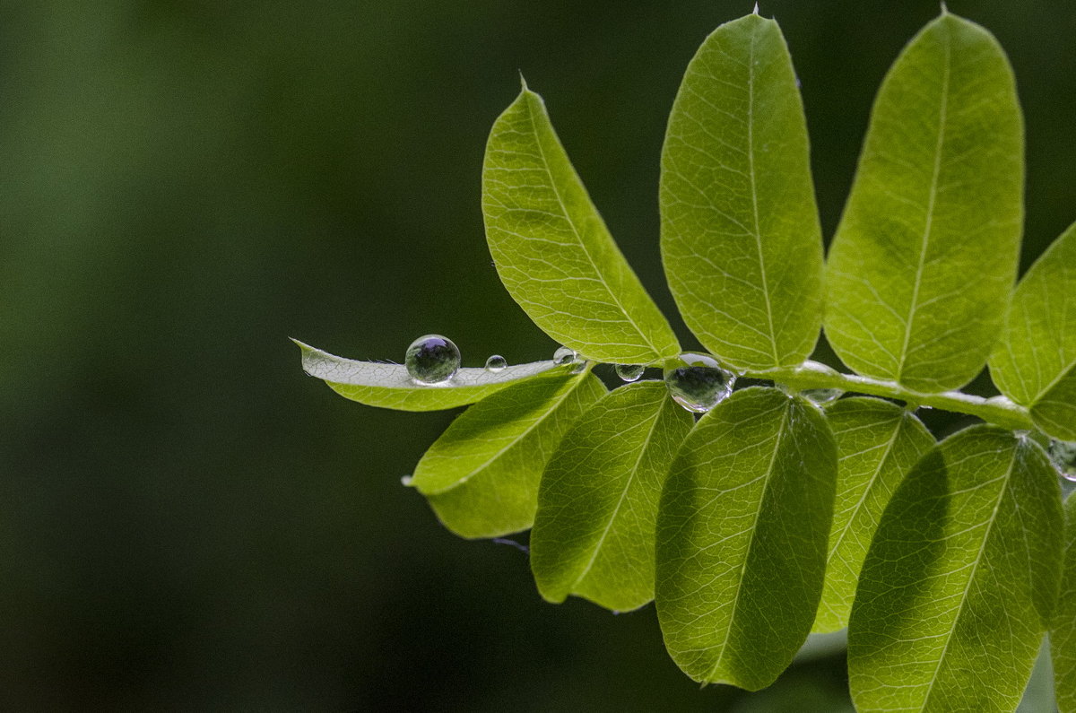 raindrops - Dmitry Ozersky