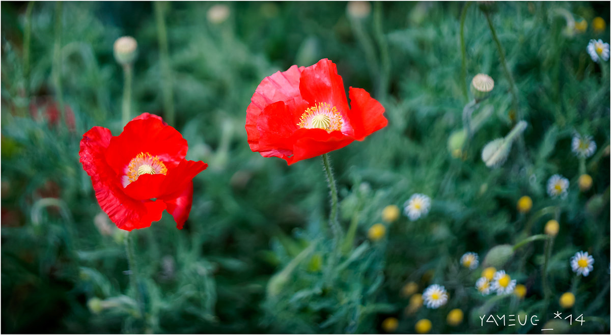 poppies - yameug _