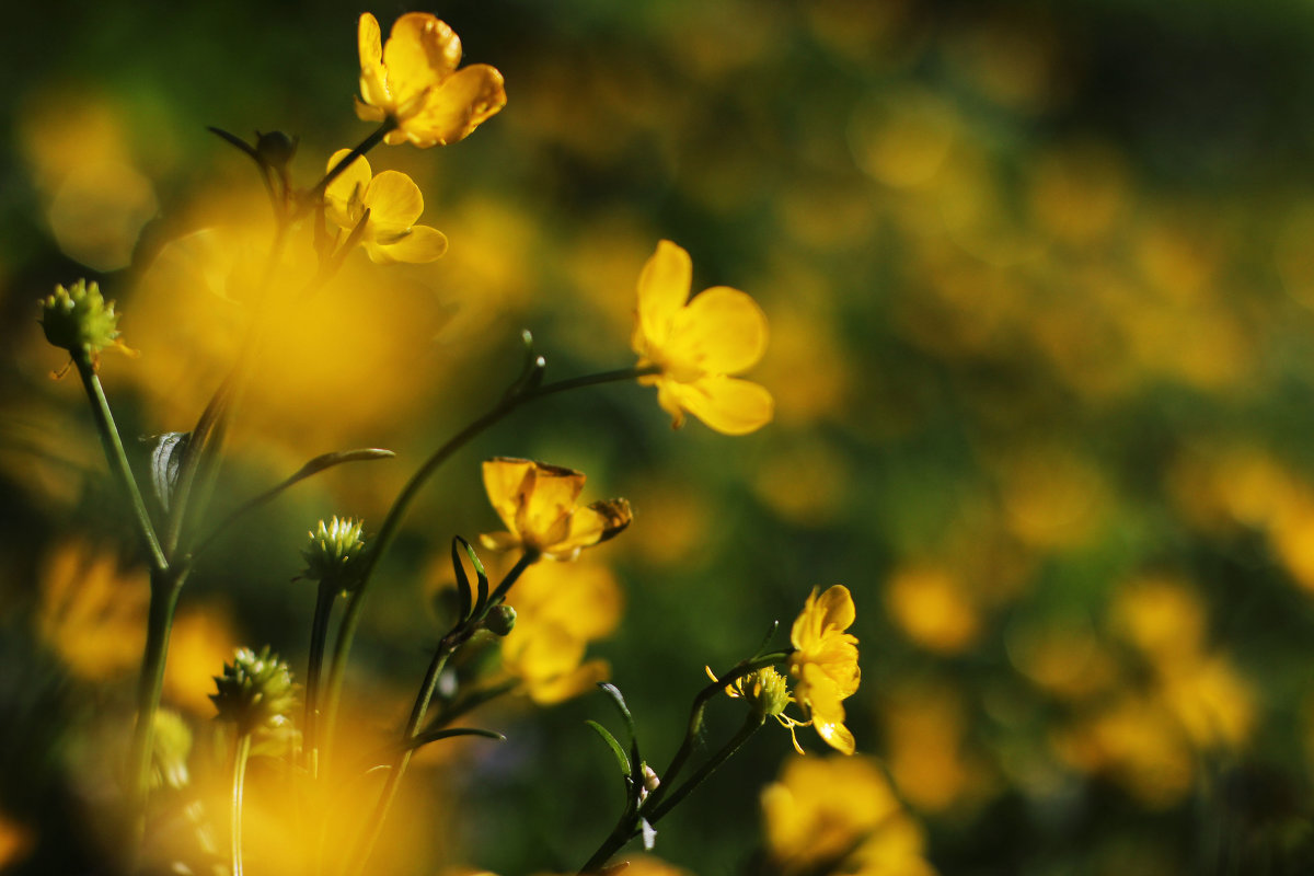 Цветочки - Mayya Zorina