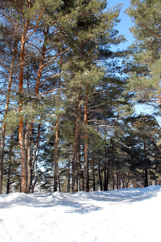 Зима - Евгений Агудов