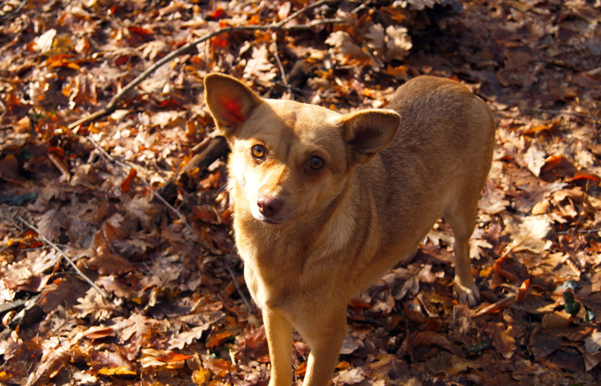 Этюд в рыжем - Иван Начинка