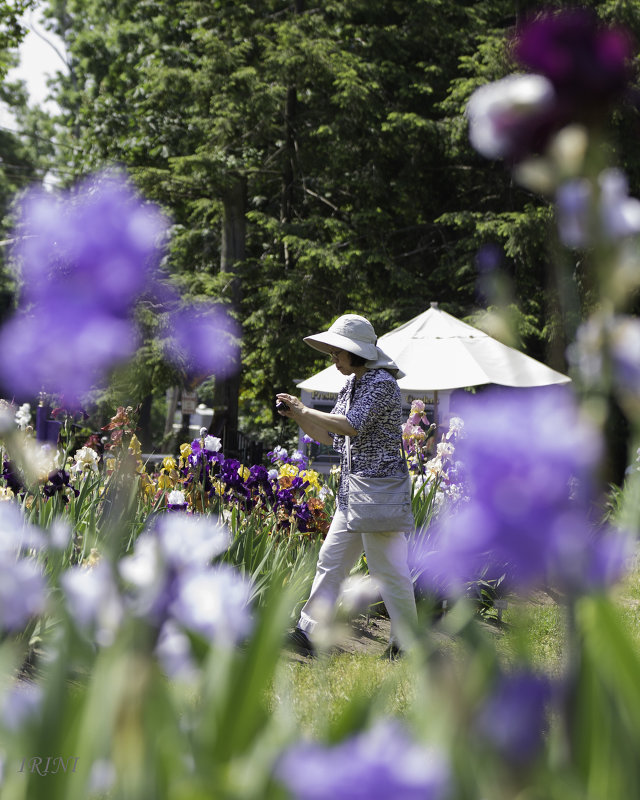 Iris Garden - Irini Pasi