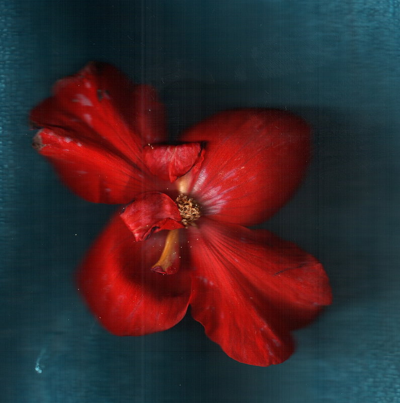 Увядание-1. - Валерий Молоток