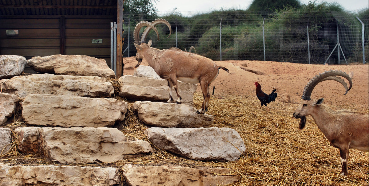 В зоопарке - Еварина К. В зоопарке - Еварина К.
