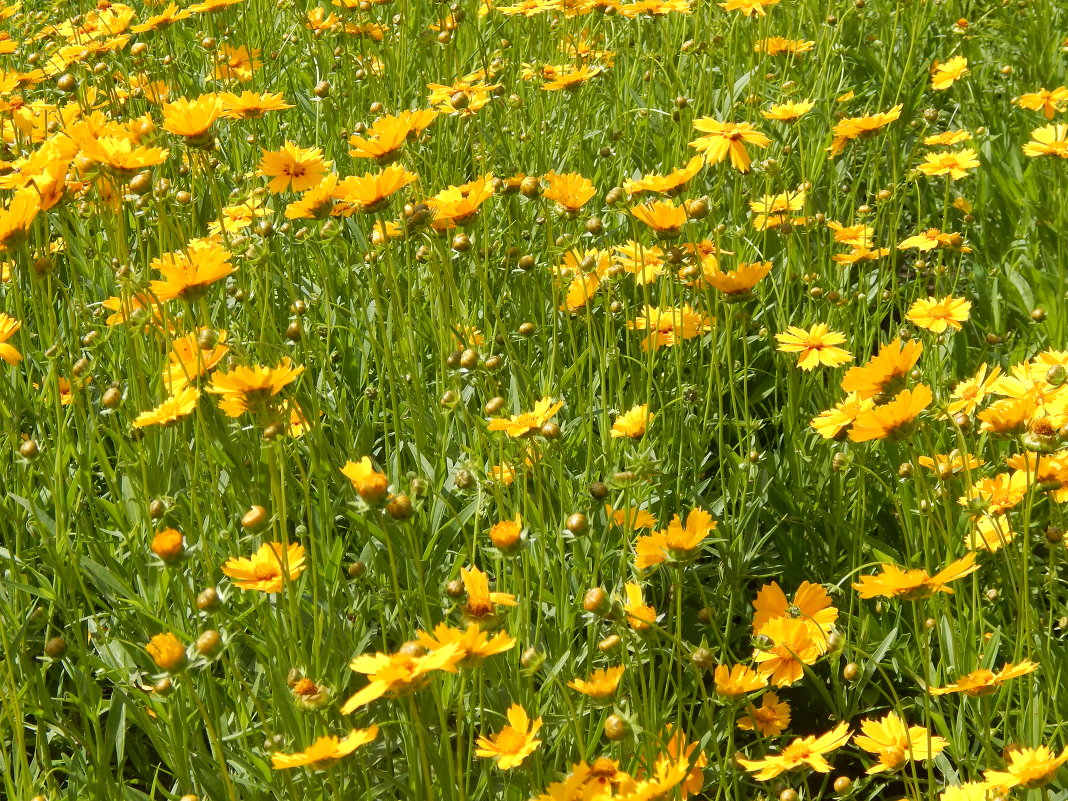 поляна цветов - Дарья Неживая поляна цветов - Дарья Неживая