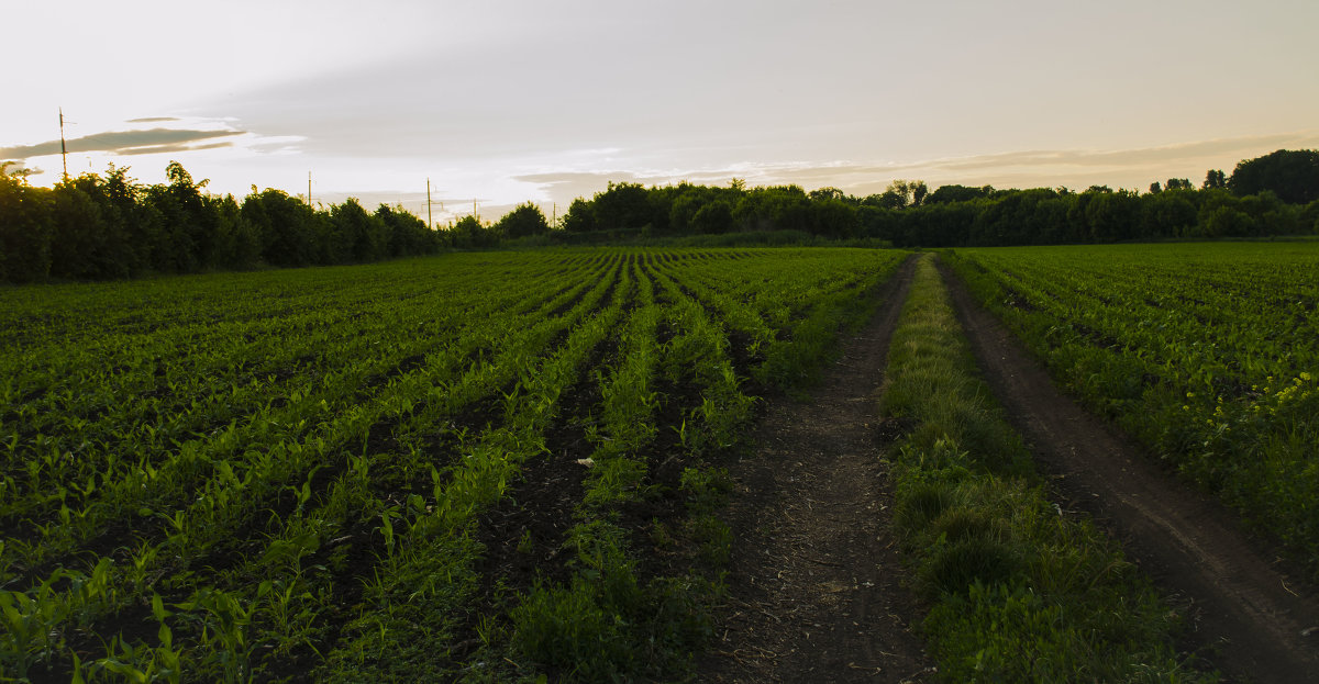 раздвоение................ - АЛЛА Смирнова раздвоение................ - АЛЛА Смирнова