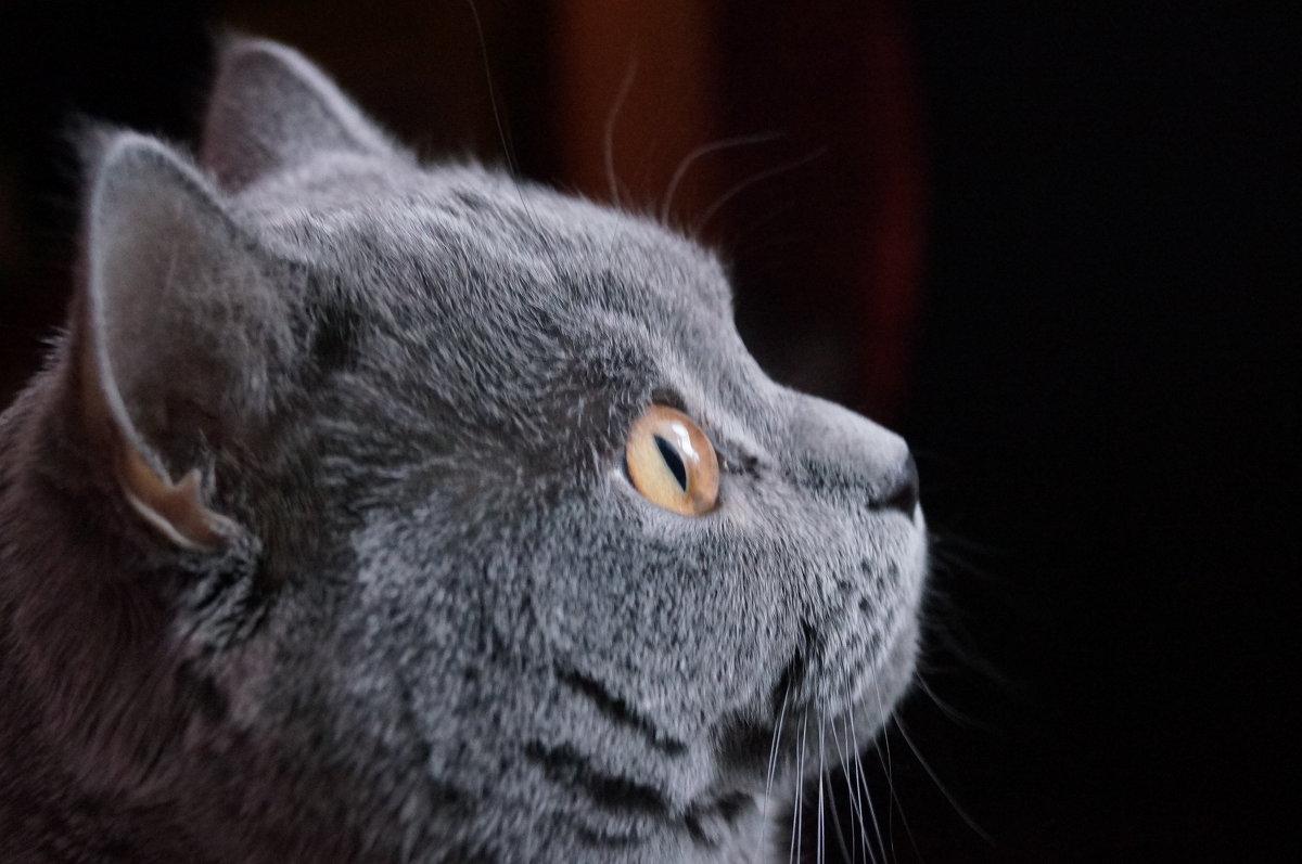 кот Тиша - LokiRewwil ^^