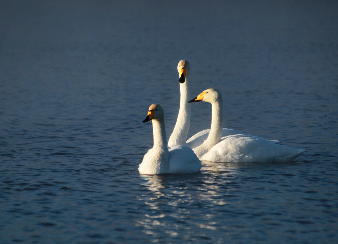 семейка - Нурхайдарова 