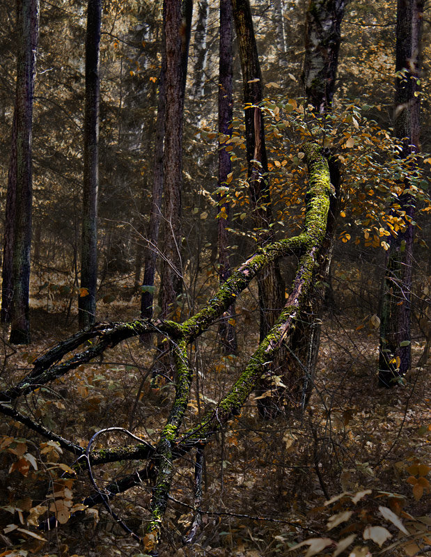 Ветка - Nn semonov_nn