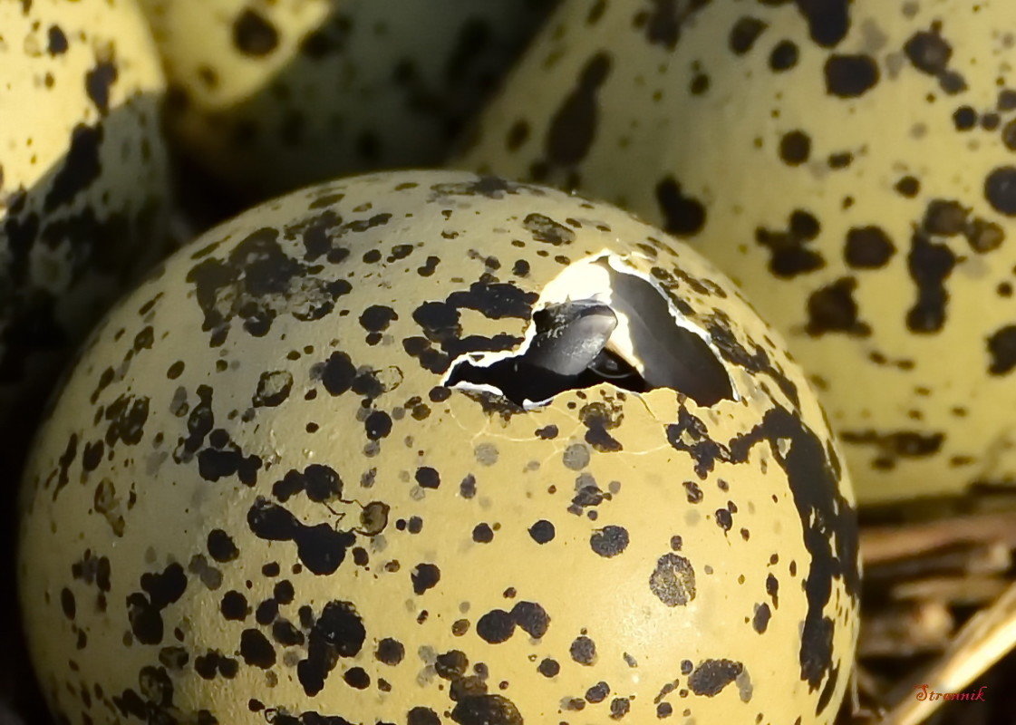 Кладка чибиса - Олег . Кладка чибиса - Олег .