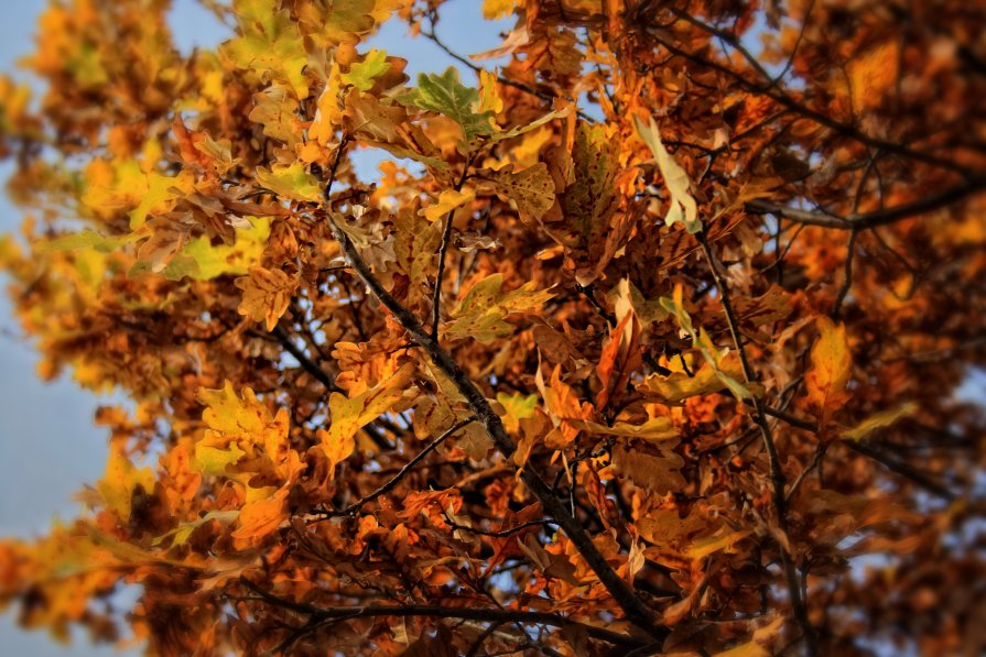 осенняя - Анатолий Калмыков